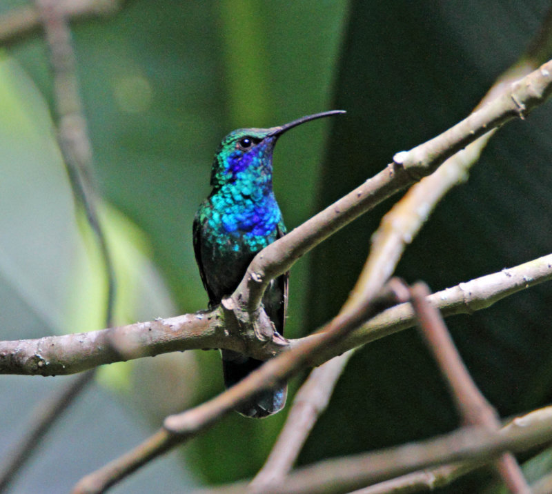 Mexican Violetear_0674.jpg