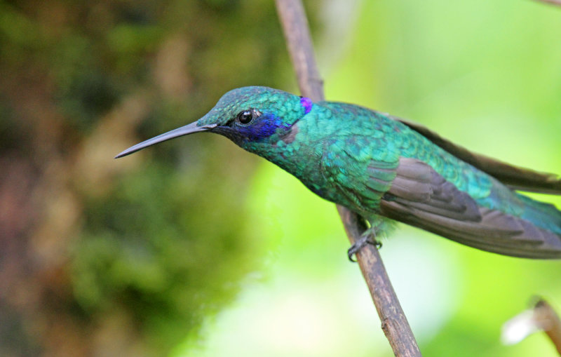 Lesser Violetear_8211.jpg
