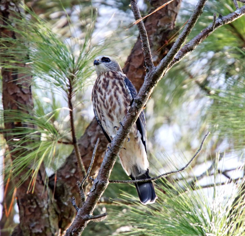 Mississippi Kite - juvenile_0066.jpg