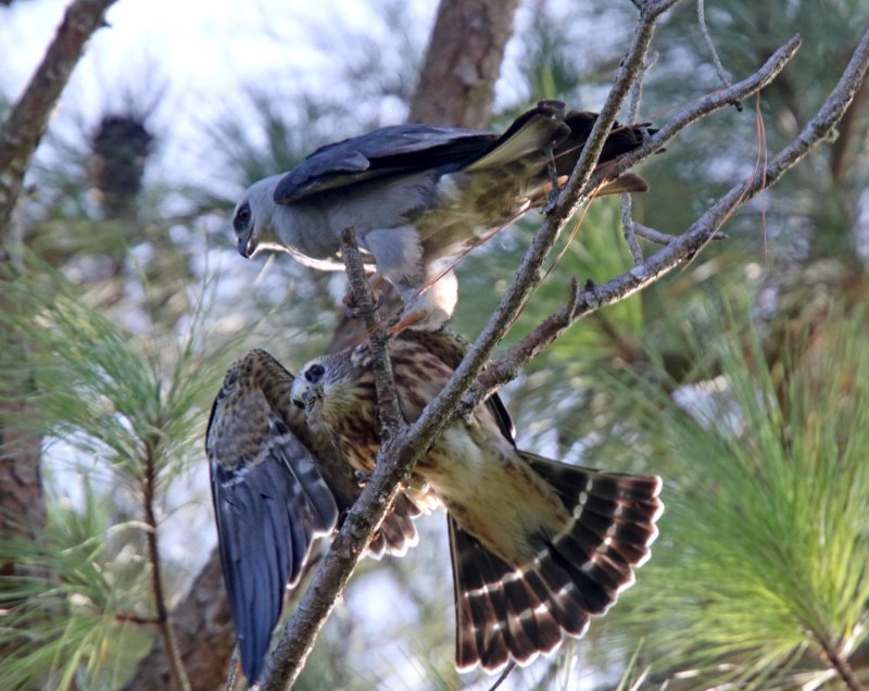 Mississippi Kites - parent feeding juvie_0091.jpg