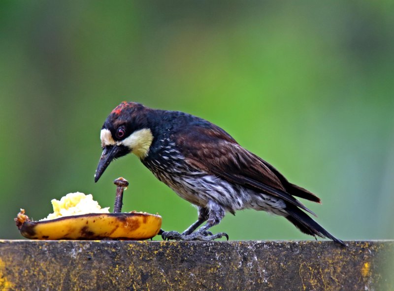 Acorn Woodpecker - juvenile_0274.jpg