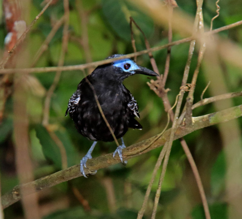 Bare-crowned Antbird - male_4758.jpg