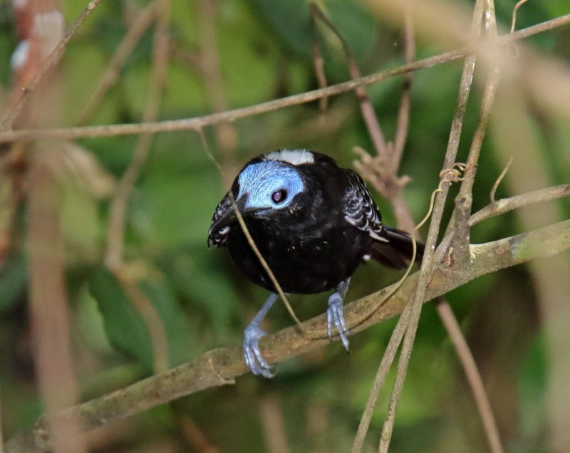 Bare-crowned Antbird - male_4761.jpg