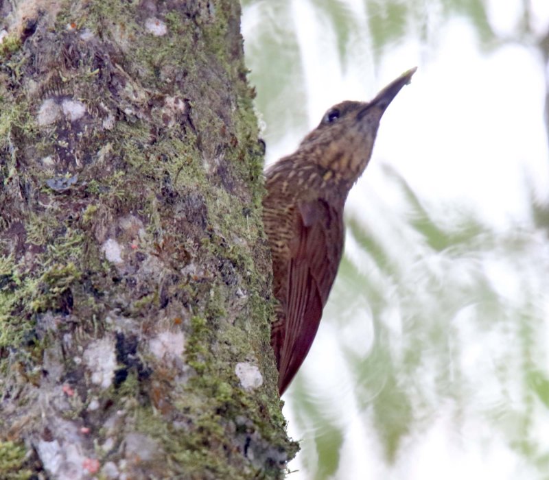 Black-banded Woodcreeper_1971.jpg