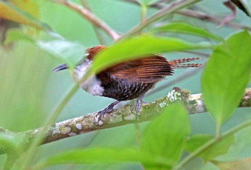 Black-bellied Wren_4088.jpg