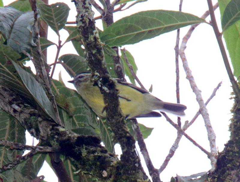 Black-capped Tyrannulet_0930.jpg