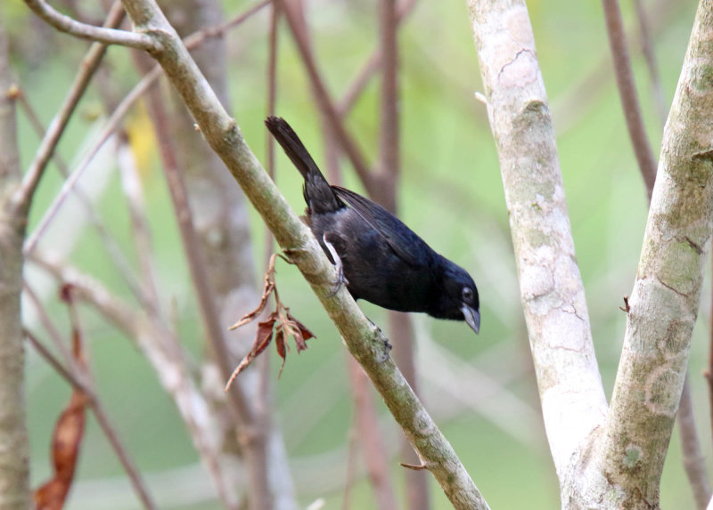 Blue-black Grassquit - male_4222.jpg