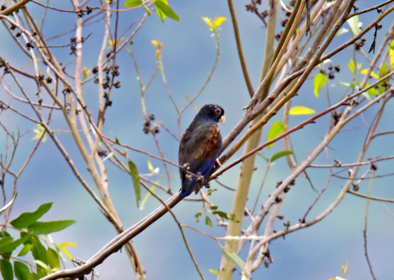 Bronze-winged Parrot_0325.jpg