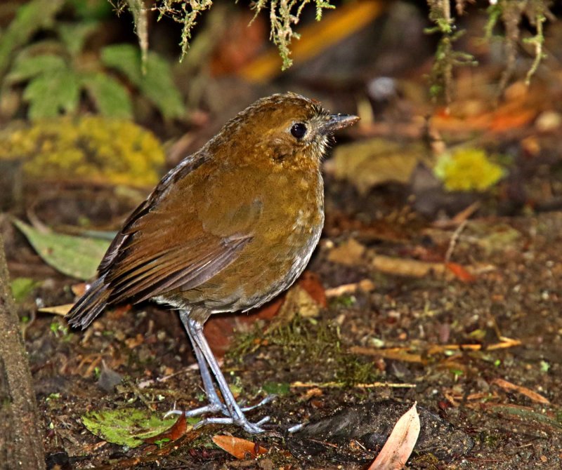 Brown-banded Antpitta_1633.jpg