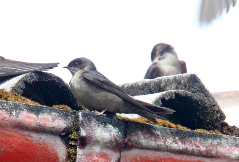 Brown-bellied Swallow_2179.jpg
