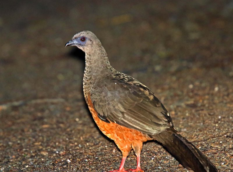 Sickle-winged Guan_2540.jpg