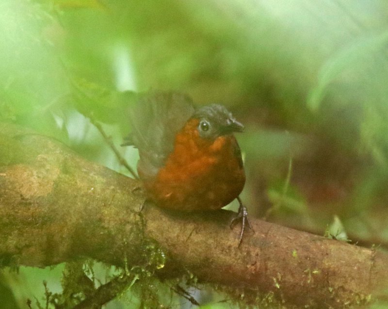 Northern Chestnut-breasted Wren_2634.jpg