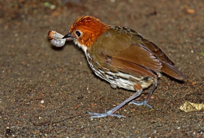 Chestnut-crowned Antpitta_1633.jpg
