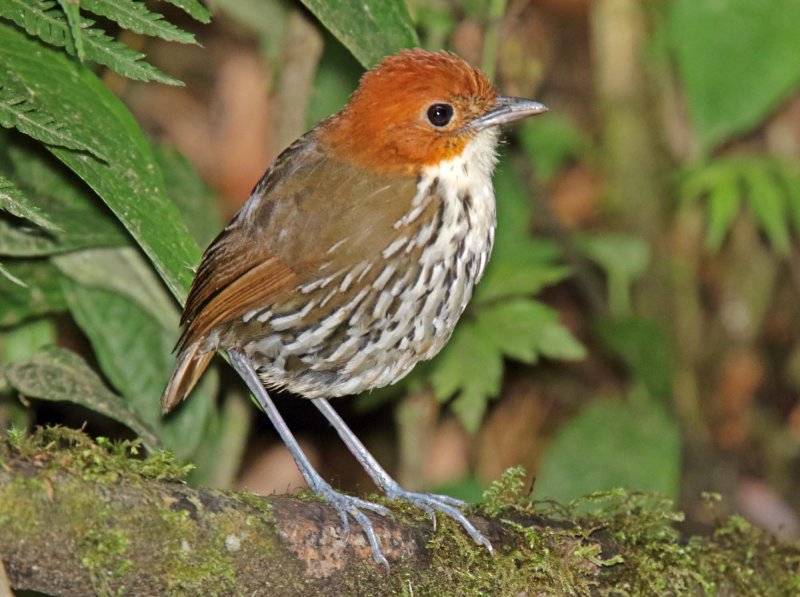 Chestnut-crowned Antpitta_1660.jpg
