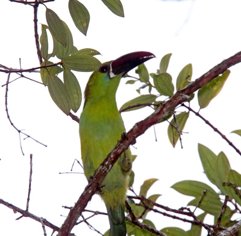Crimson-rumped Toucanet_3127.jpg