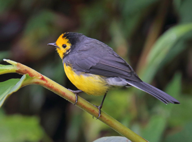 Golden-fronted Whitestart_0835.jpg