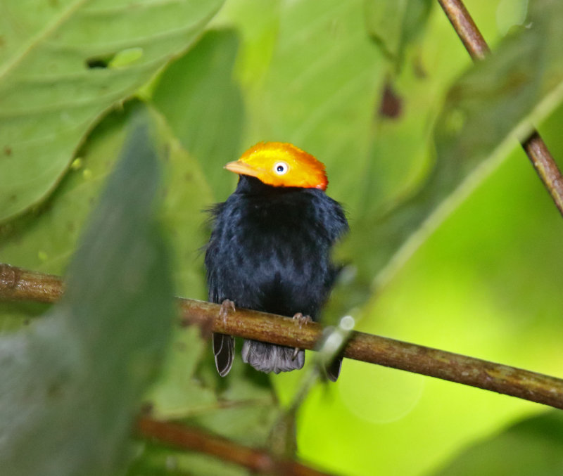 Golden-headed Manakin - male_4741.jpg