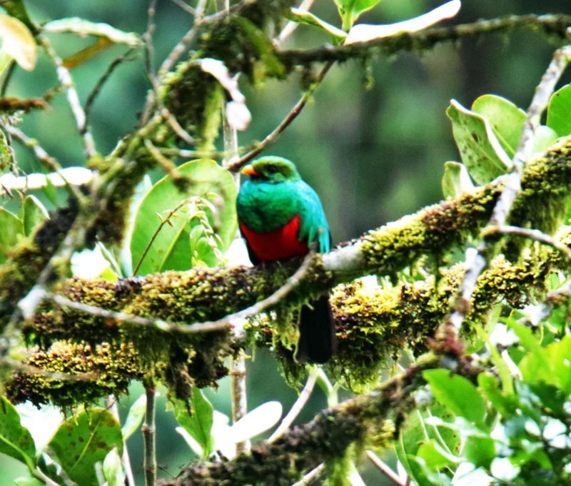 Golden-headed Quetzal - male_1080.jpg