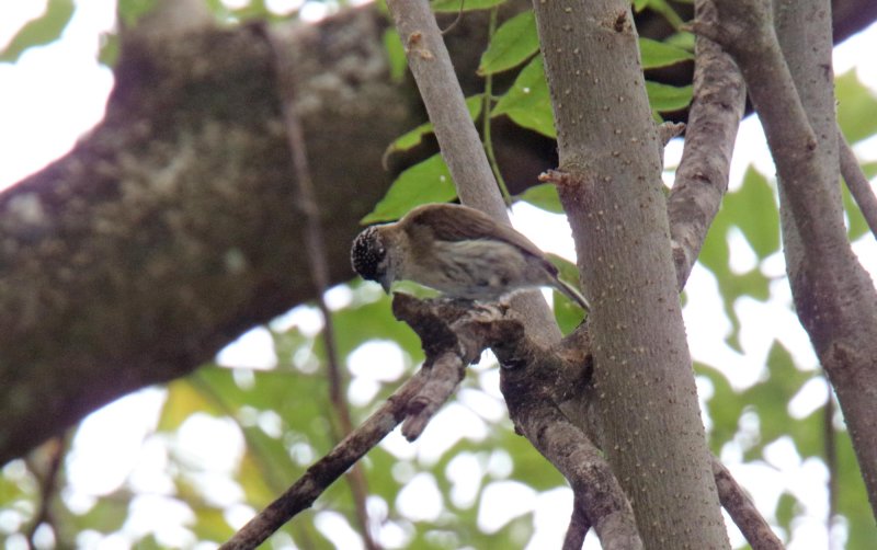 Greyish Piculet_1404.jpg