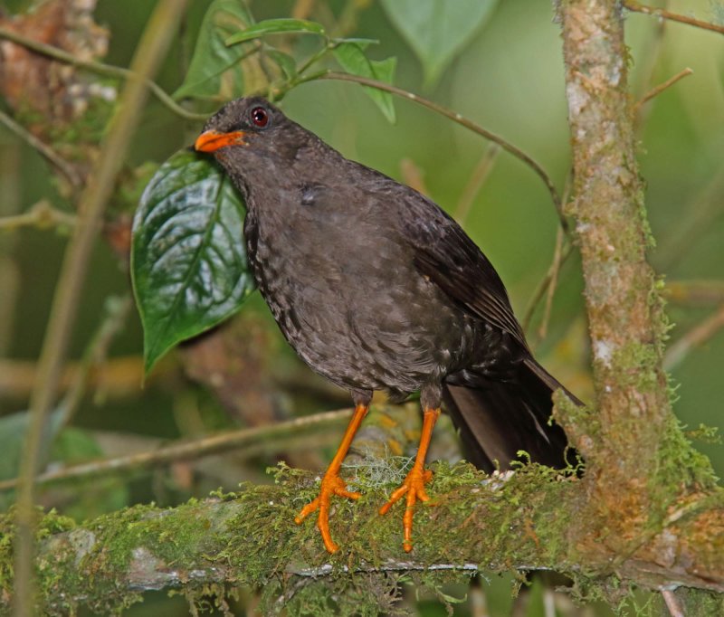 Great Thrush_1835.jpg