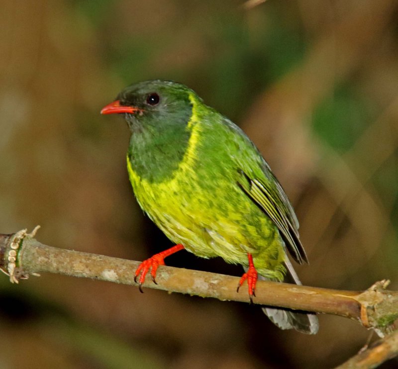 Green-and-black Fruiteater - juvenile male_1606.jpg