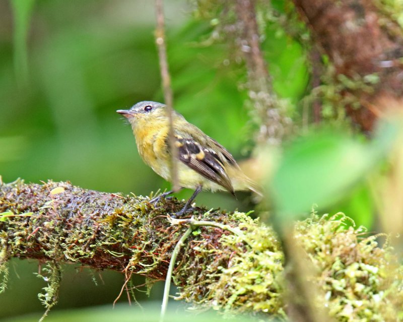 Handsome Flycatcher_3524.jpg