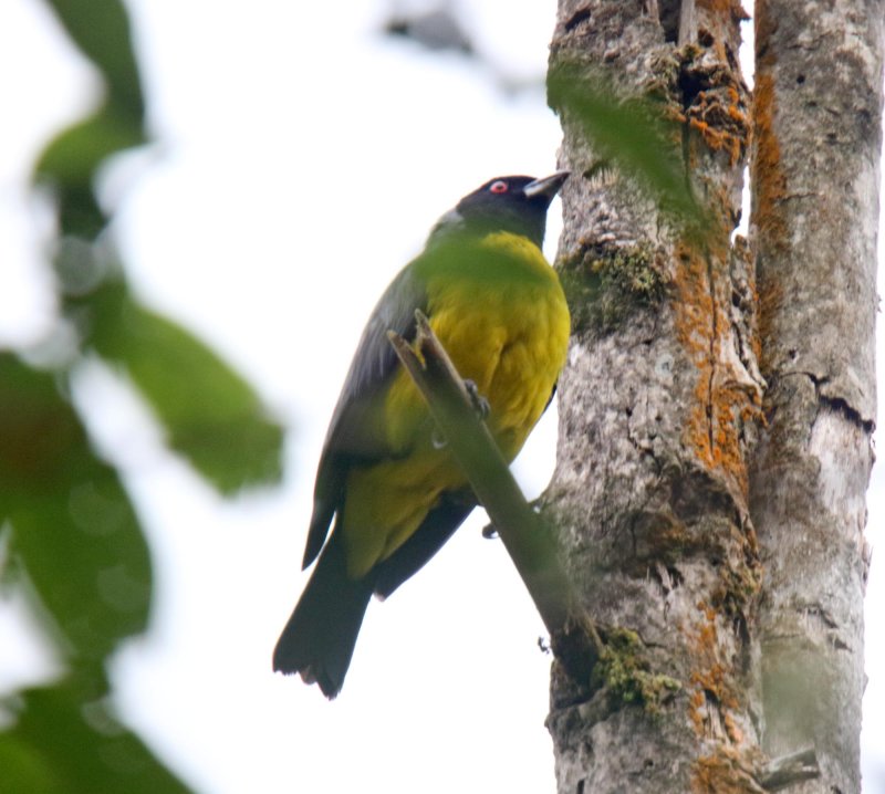 Hooded Mountain-Tanager_2459.jpg