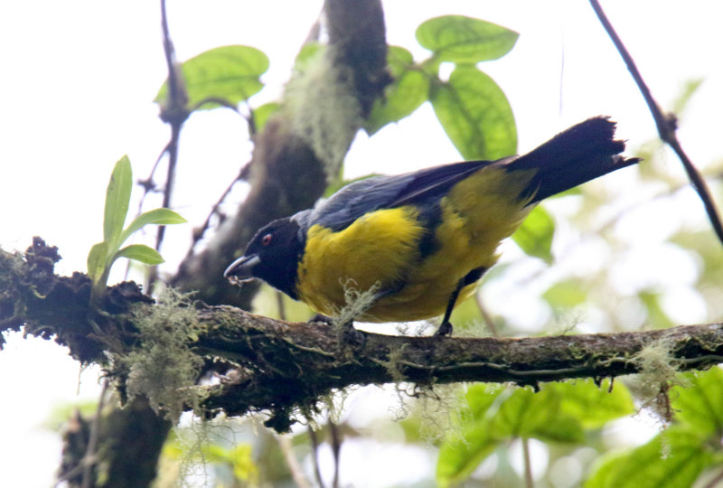 Hooded Mountain-Tanager_2461.jpg