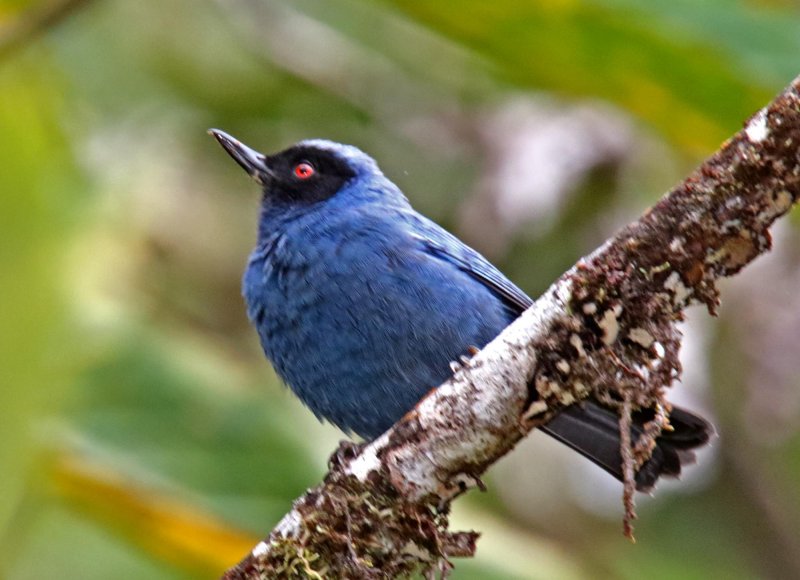 Masked Flowerpiercer_2953.jpg