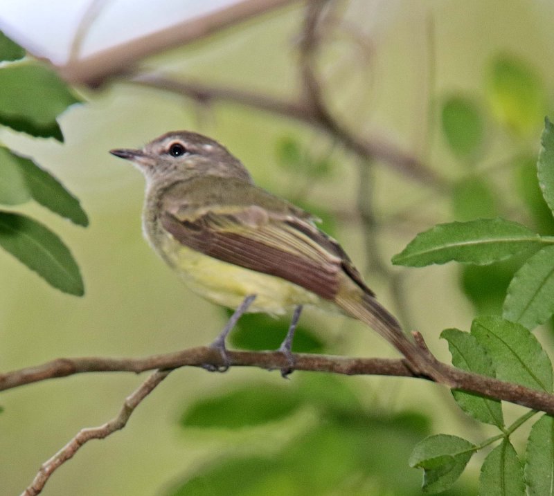 Mouse-colored Tyrannulet_1369.jpg