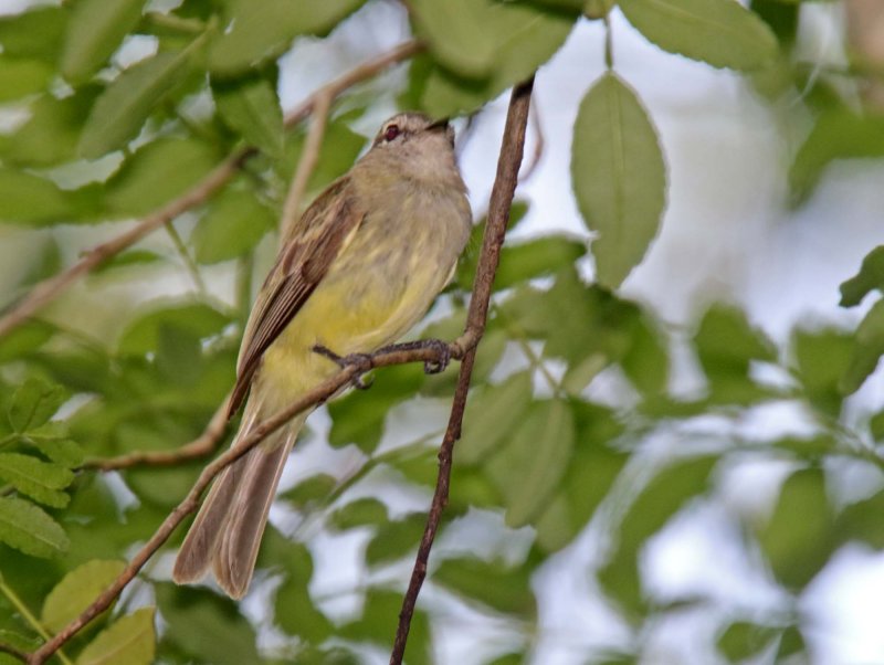 Mouse-colored Tyrannulet_1375.jpg