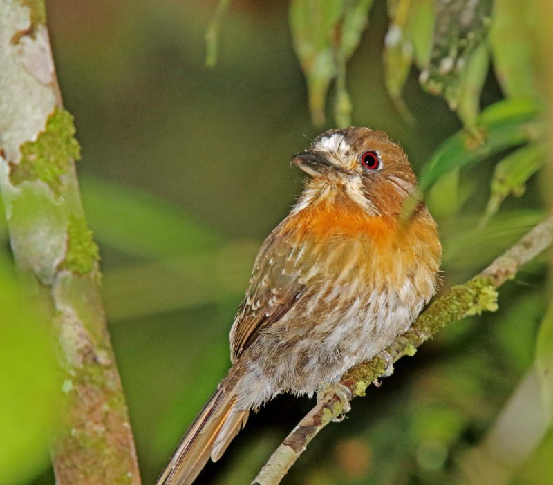 Moustached Puffbird_3115.jpg