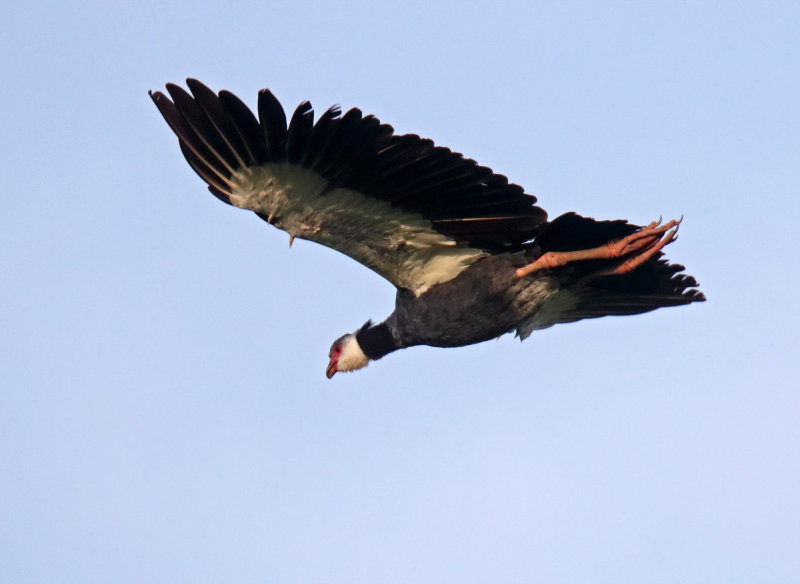 Northern Screamer_4652.jpg