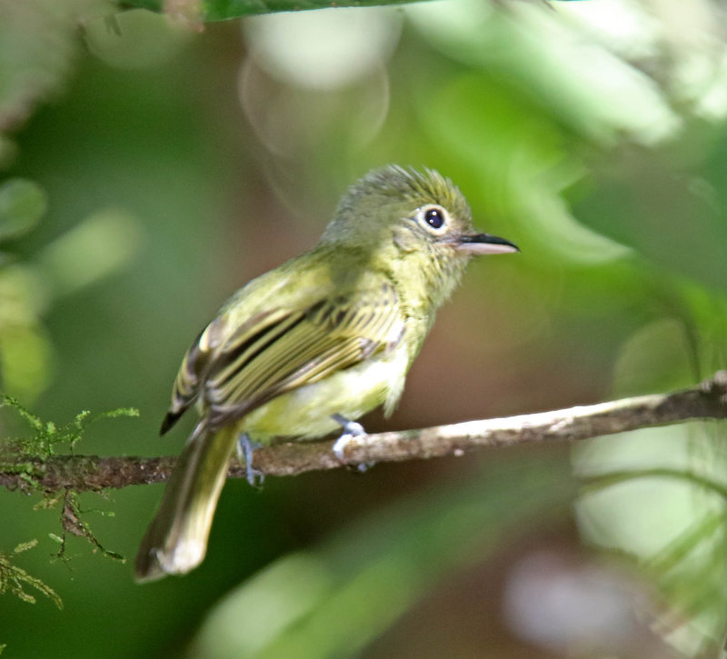 Western Olivaceous Flatbill_4334.jpg