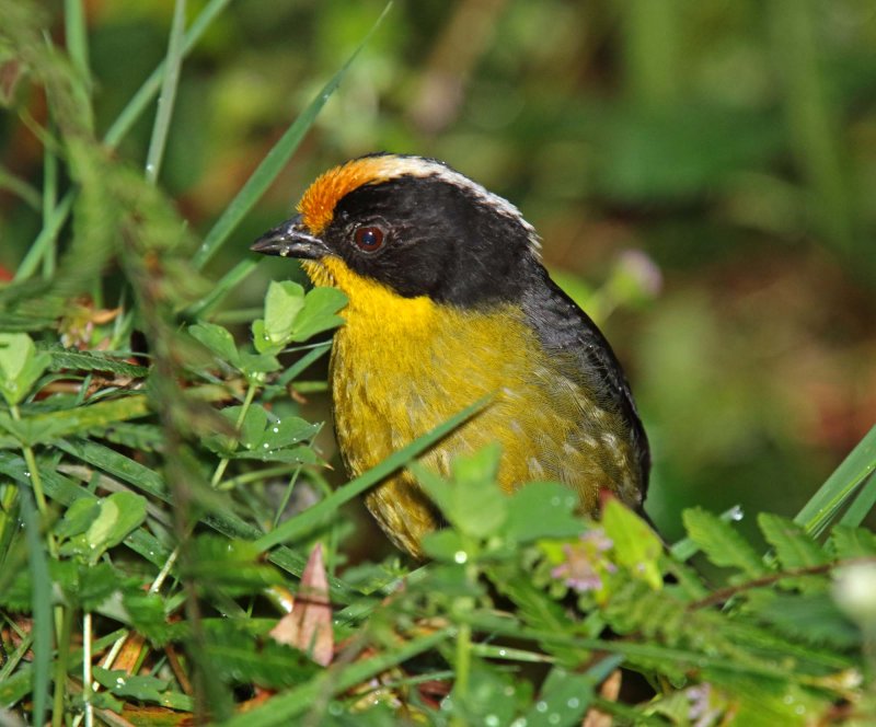 Pale-naped Brushfinch_2440.jpg