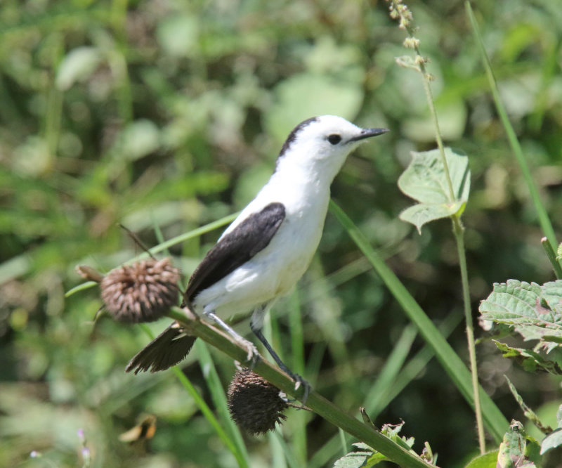 Pied Water-Tyrant_3930.jpg