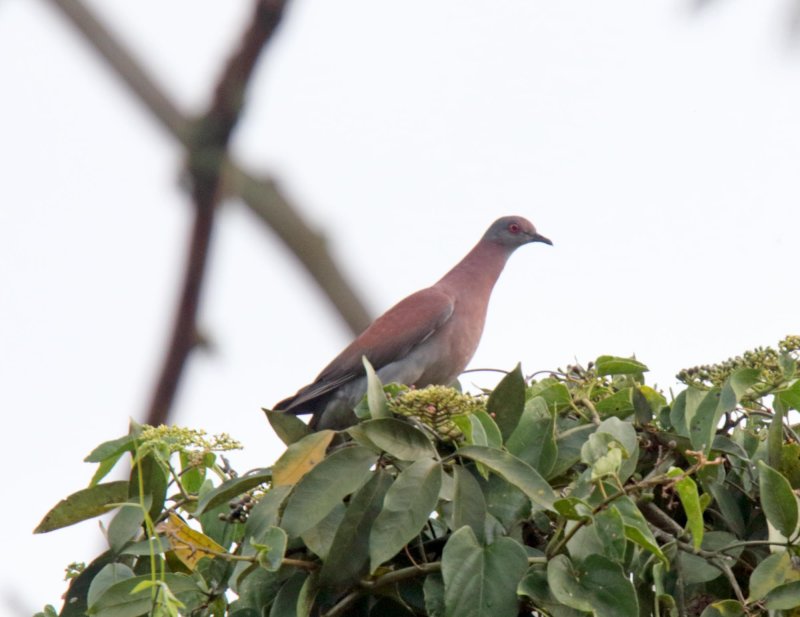 Plumbeous Pigeon_0433.jpg