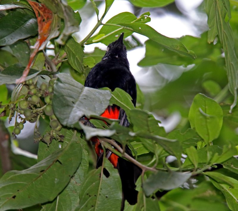 Red-bellied Grackle_0200.jpg