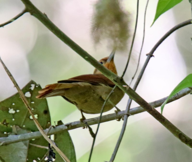 Ruddy Foliage-gleaner_3883.jpg