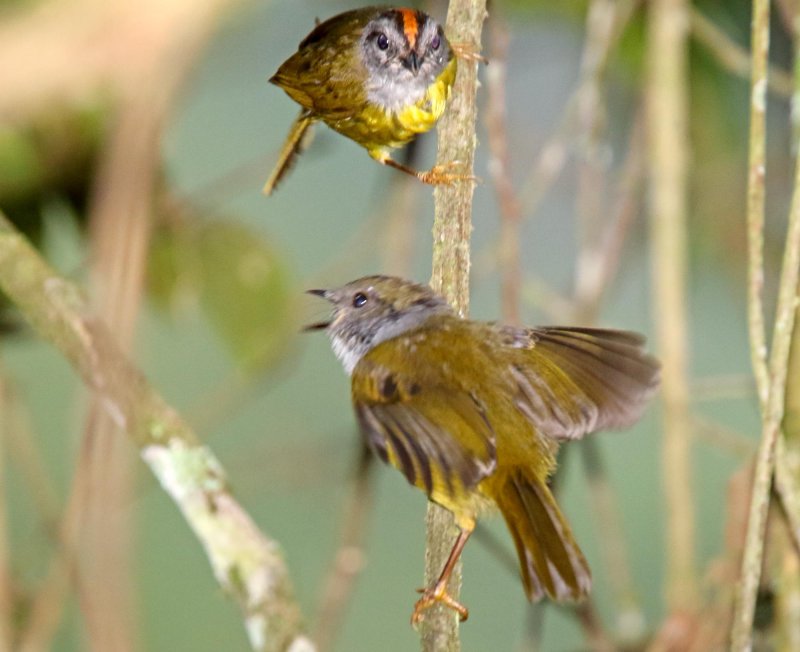 Russet-crowned Warbler_0113.jpg