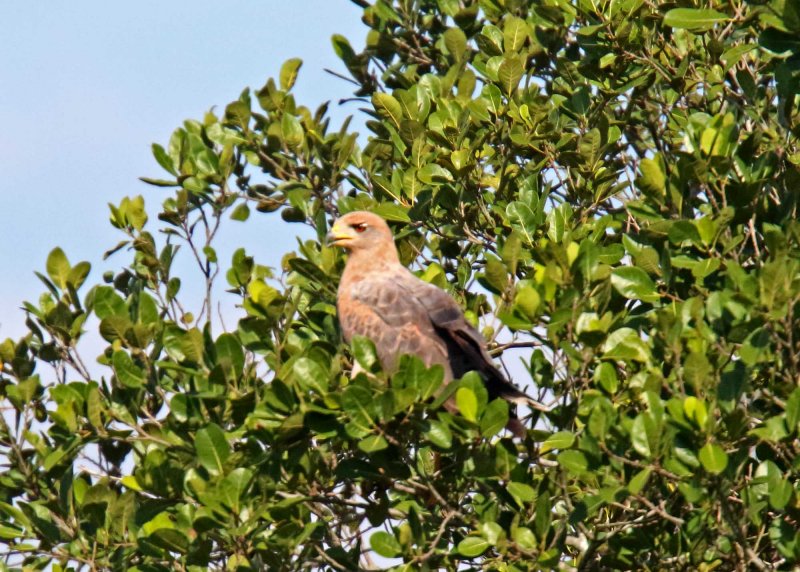 Savanna Hawk_4456.jpg