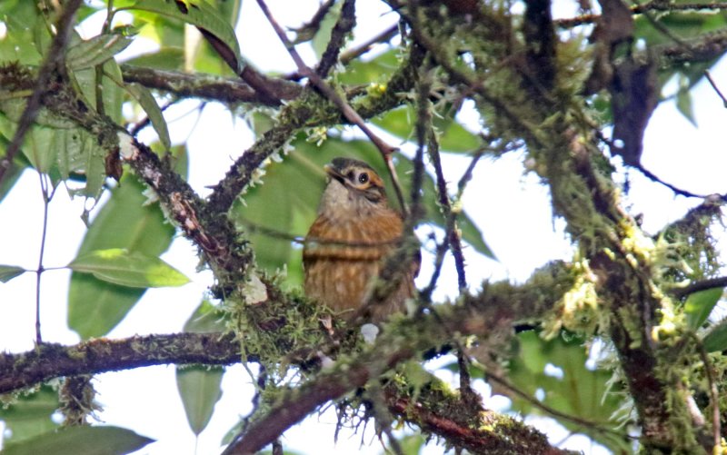 Scaly-throated Foliage-gleaner_3833.jpg