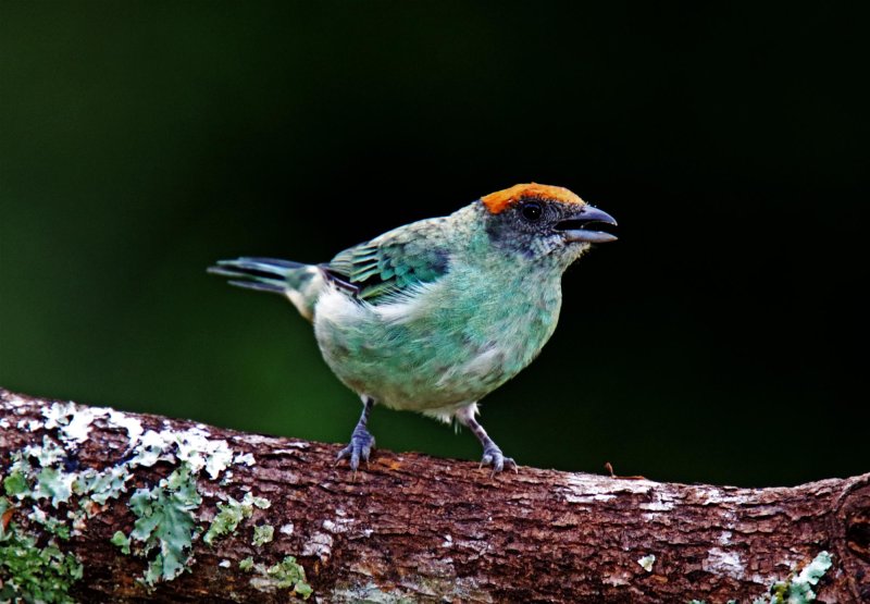 Scrub Tanager_1252.jpg