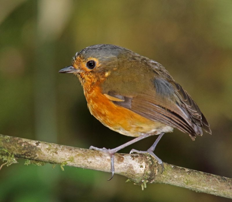 Slaty-crowned Antpitta_1704.jpg