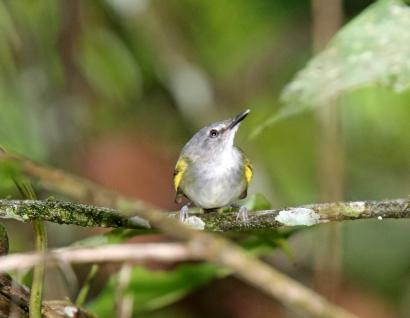 Slaty-headed Tody-Flycatcher_4754.jpg