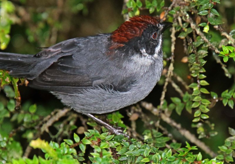 Slaty Brushfinch_0726.jpg