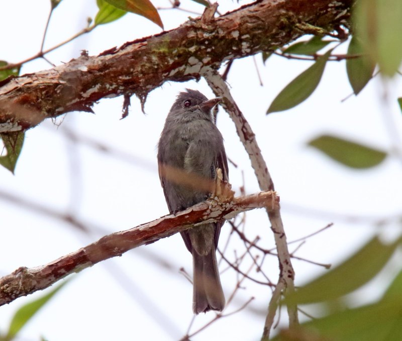 Smoke-colored Pewee_3559.jpg
