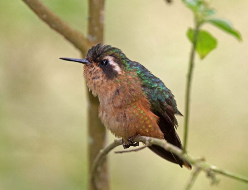 Speckled Hummingbird_1880.jpg