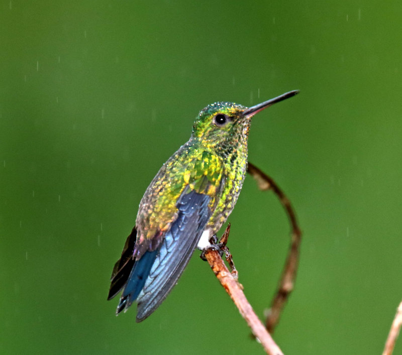 Steely-vented Hummingbird_3179.jpg