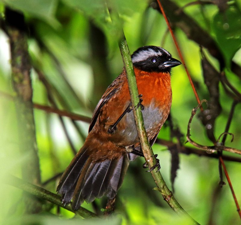 Tanager Finch_1004.jpg